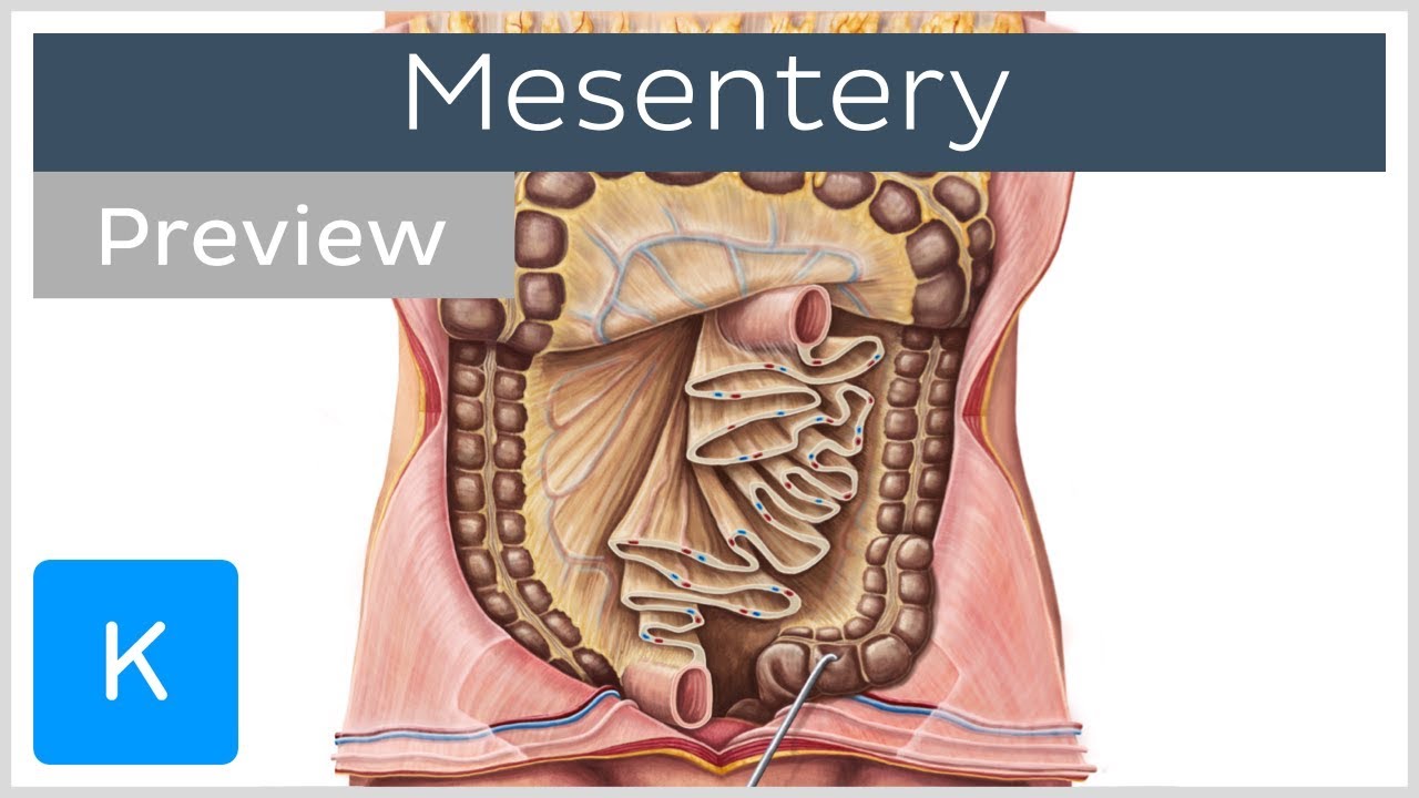 Mesentery: organ and functions (preview) - Human Anatomy |&nbsp;Kenhub