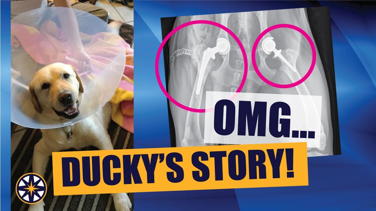Ducky's Total Hip Story