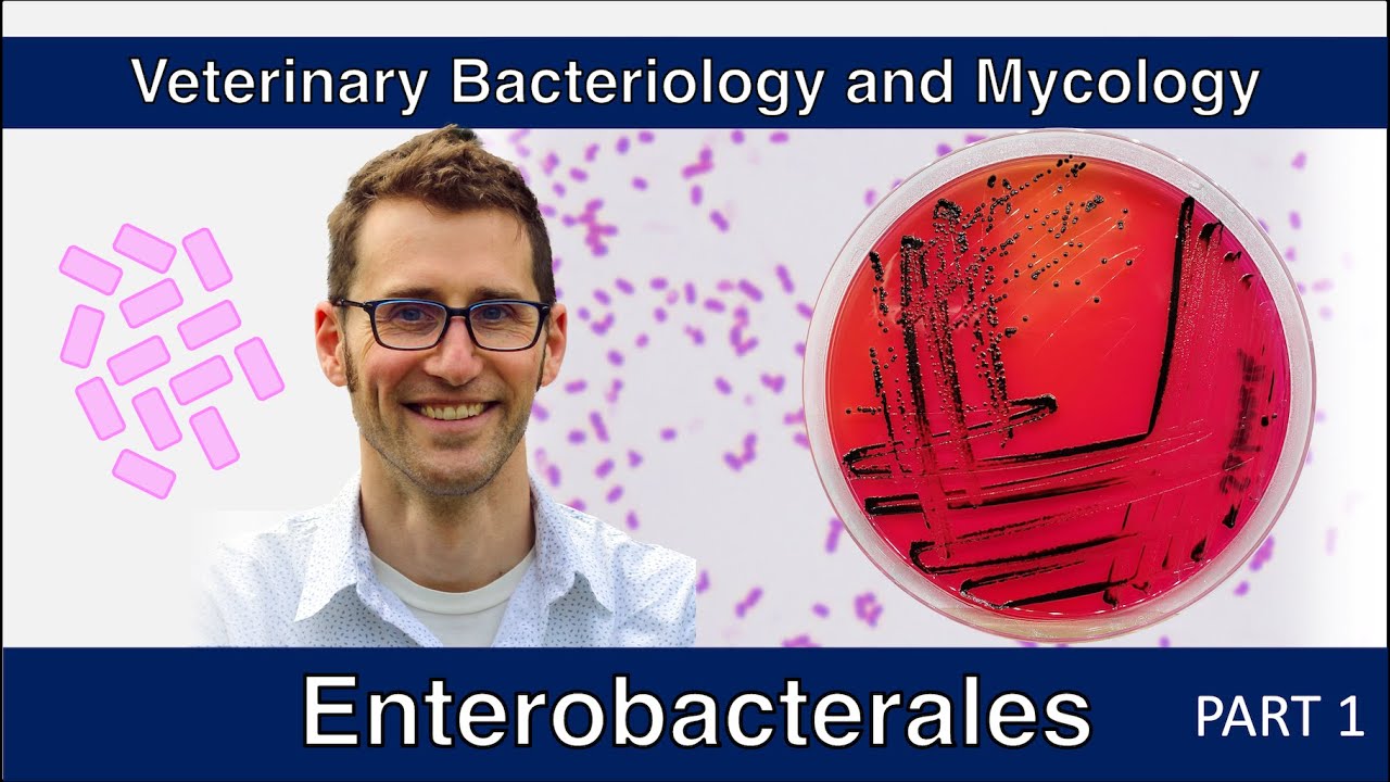 Enterobacterales – не кишечная палочка (часть 1) – Ветеринарная бактериология и микология