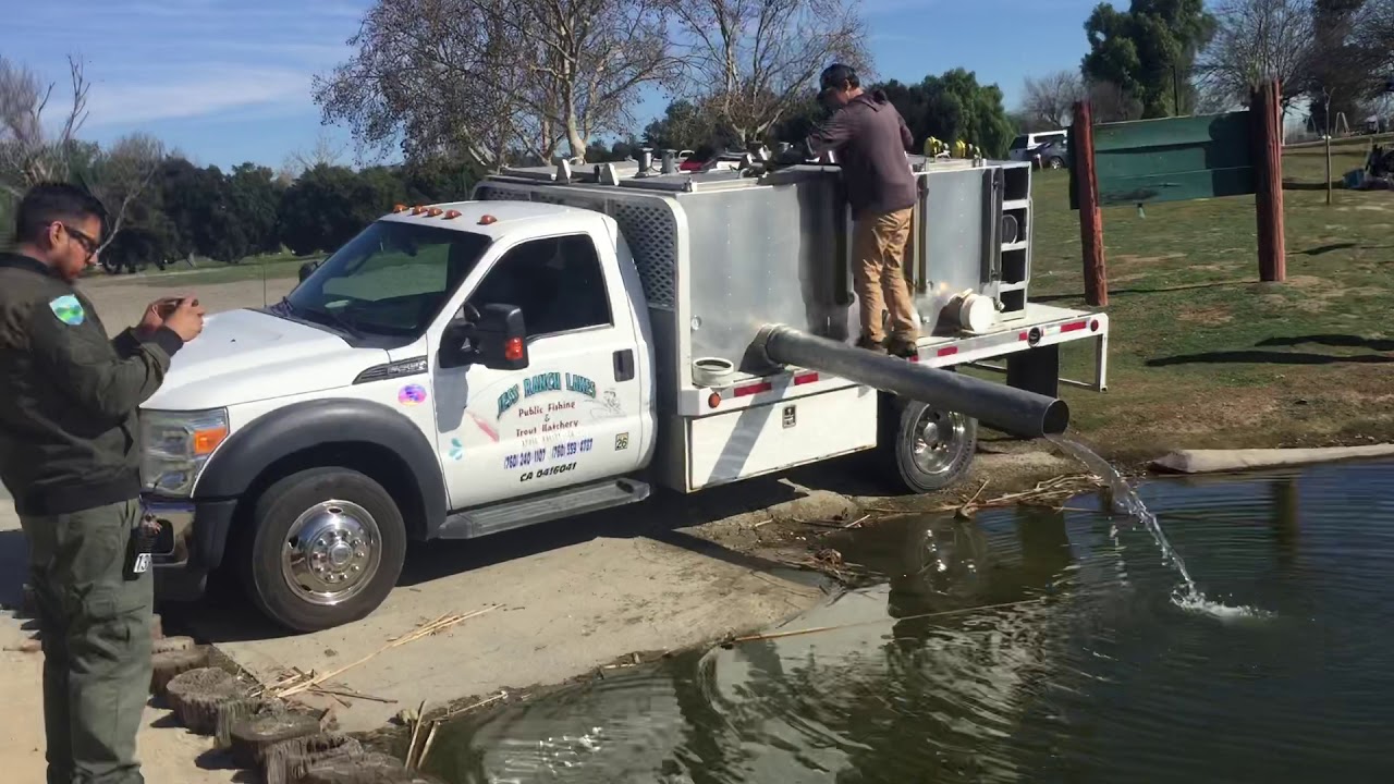 Trout fish stocking a Lake Prado Regional Park