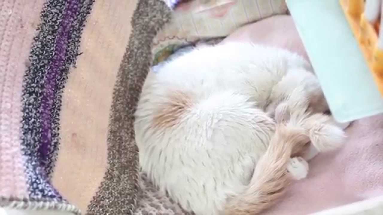 [TEASER] Stream caritatif Potron Minet