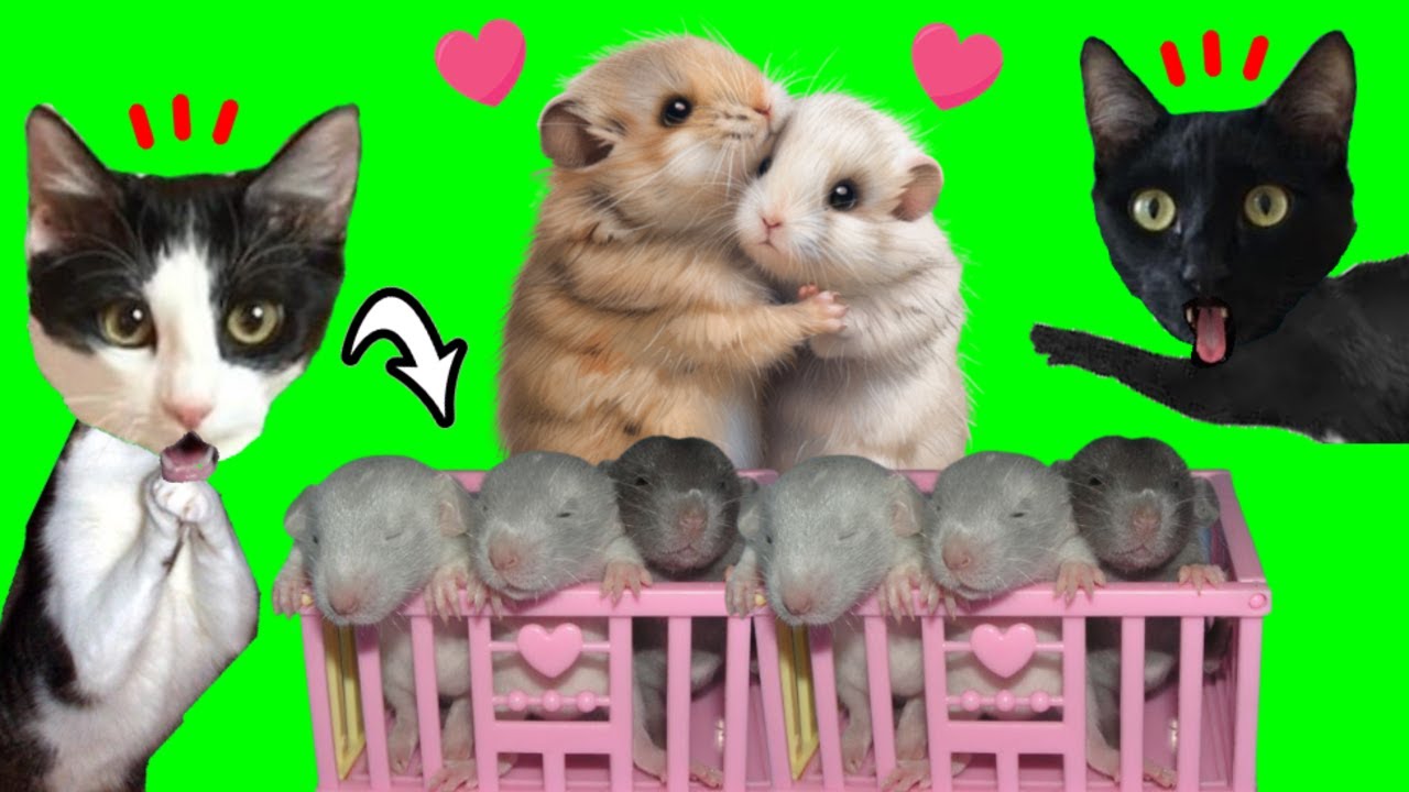 HAMSTER 24 HORAS EMBARAZADA tiene BEBES en casa de gatos Luna y Estrella / Videos de animales