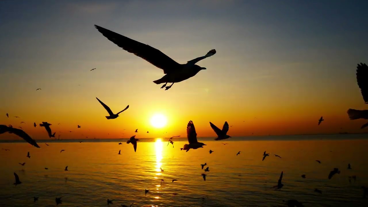 Birds Flying / Video Background / Copyright free / 4K Version / M.A HD Videos