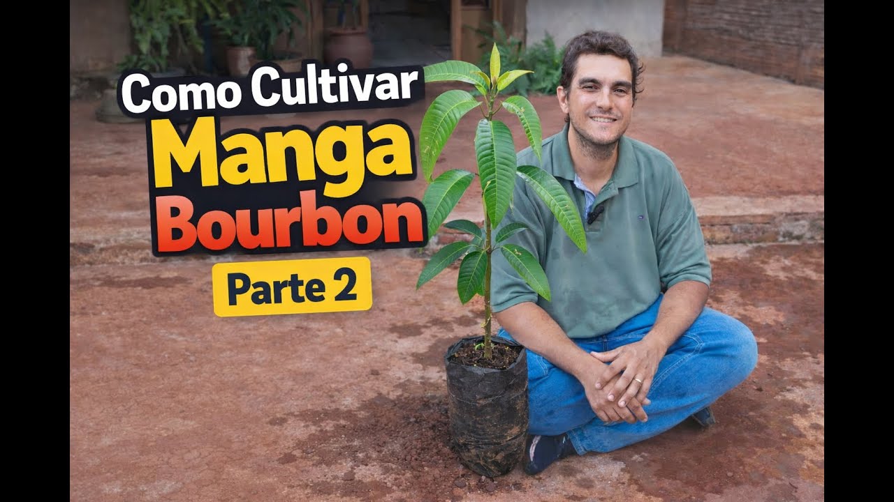 Como Cultivar Manga Bourbon - Parte 2