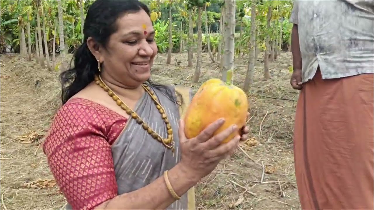 പപ്പായ കൃഷി അറിയേണ്ടതെല്ലാം മധുചേട്ടൻ്റെ കൃഷി #Pappaya #farming #vegitable#vitamin 