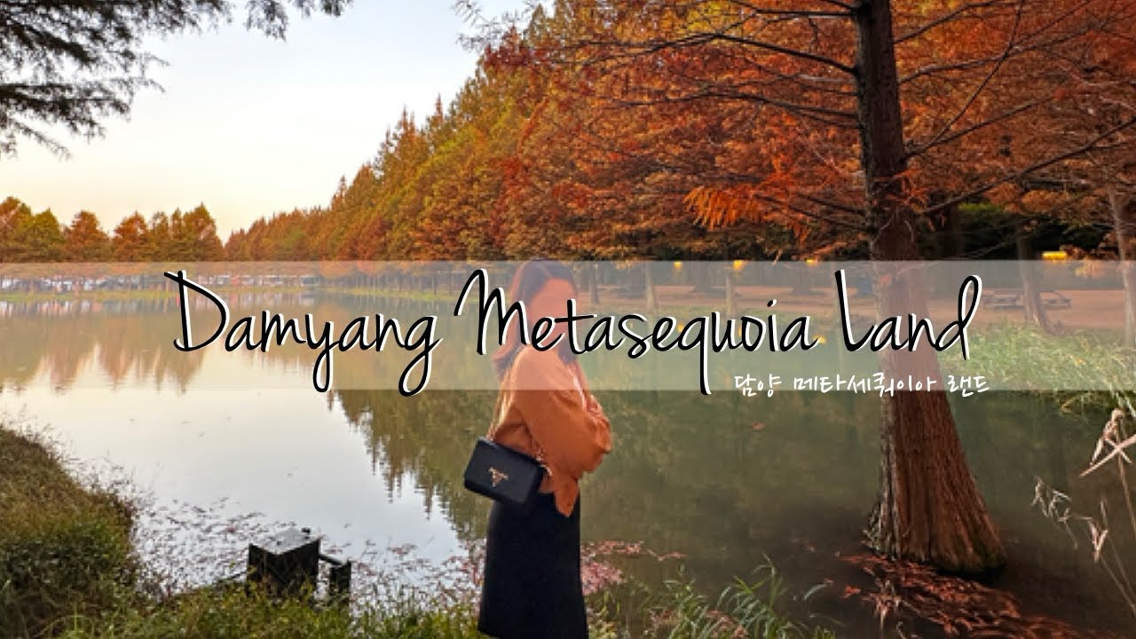 Damyang Metasequoia Land | Jeollanamdo | Best place to visit during Autumn Season 🍂