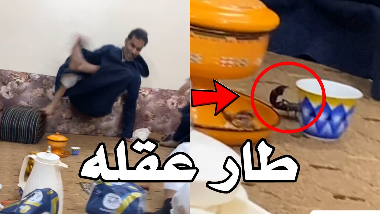 جالسين بسلام وفجأة جاهم شي ارعبهم 😨