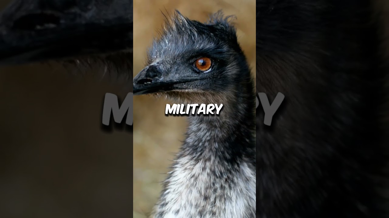 Australia Lost a War… to Emus?! 🪖🦤 | 