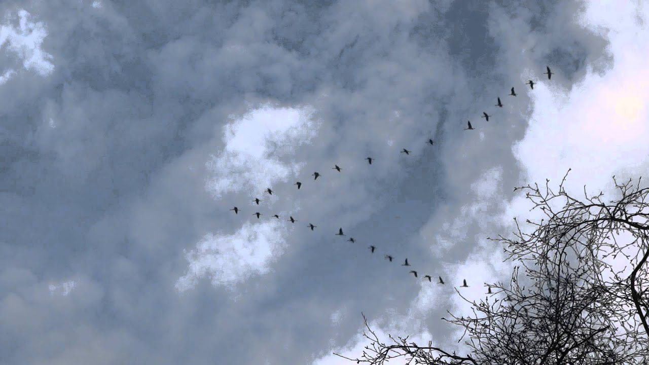 Nijverdal kraanvogels Henk Poorte