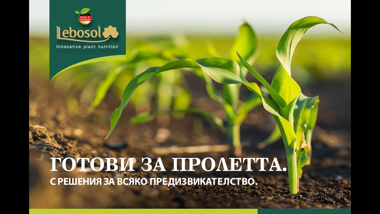 Препоръки за царевица  2021