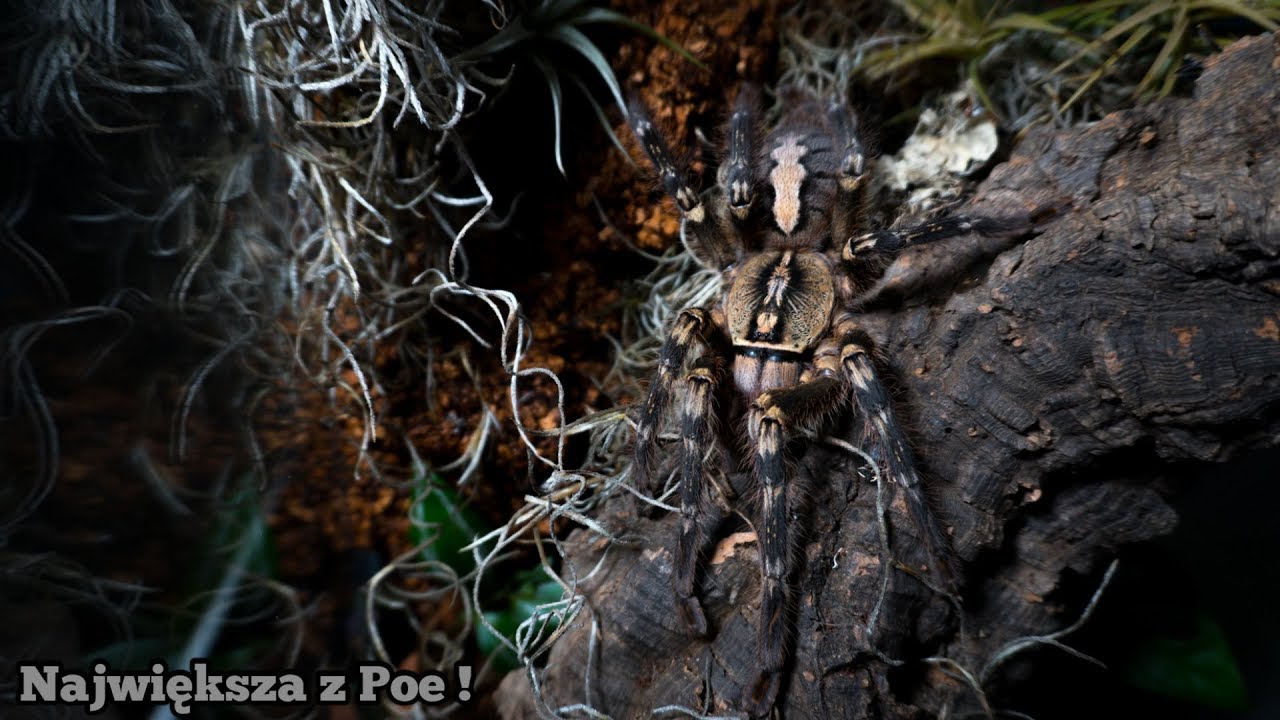 Dorosła (20cm) Poecilotheria ornata ma czysty APARTAMENT!
