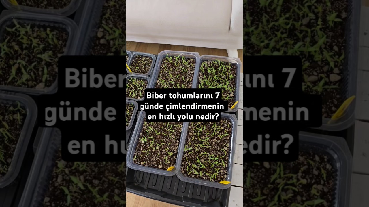 Biber tohumlarını 7 günde çimlendirmenin en hızlı yolu nedir?