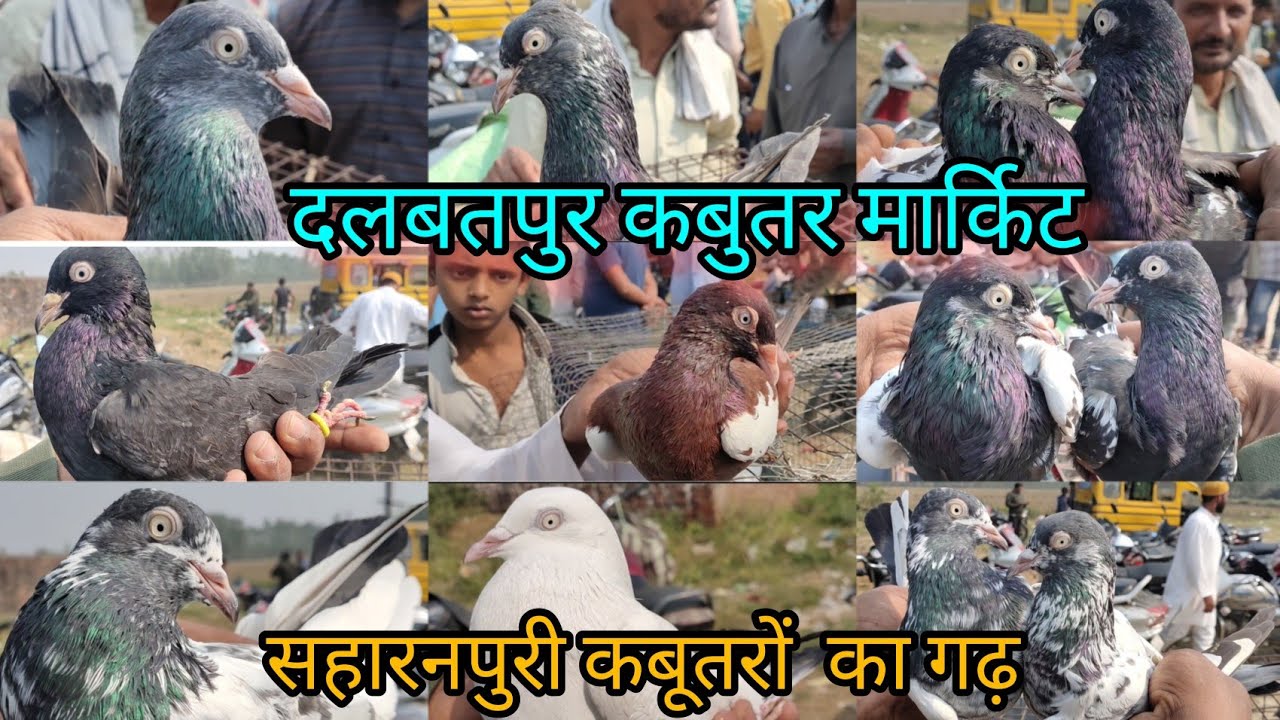 Kalsire,saharanpuri#laaldume kabutar#saharanpuri neele kabutar#rampuri kabutar#Dalbatpur market.