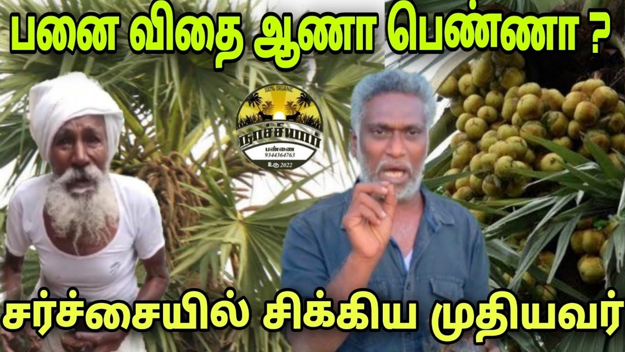 பனைவிதை ஆணா பெண்ணா கண்டுபிடிப்பது எப்படி | ஆராய்ச்சி முடிவுகள் என்ன சொல்கிறது