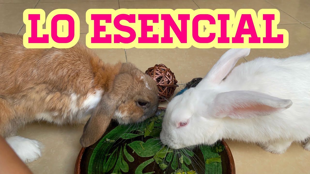 LO NECESARIO PARA UN conejo