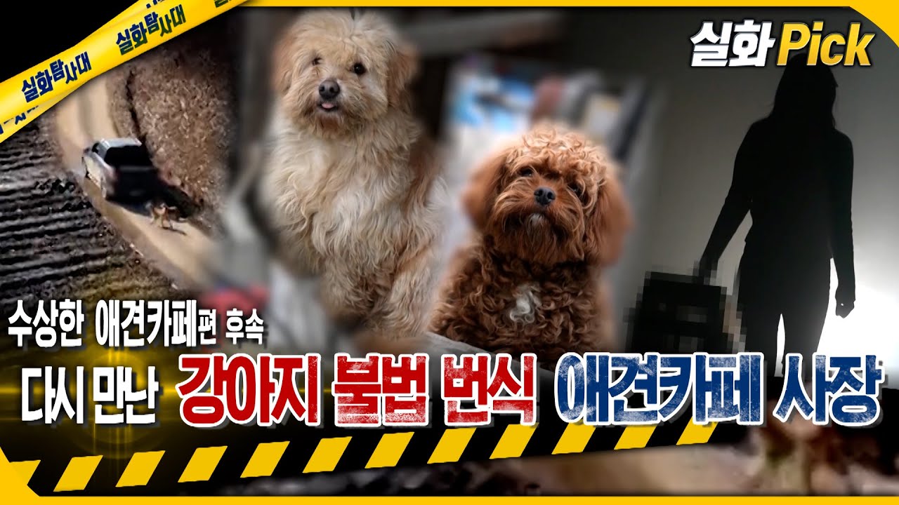 [실화Pick] 수상한 애견카페편 후속 다시 만난 강아지 불법 번식 애견카페 사장 #실화탐사대 #실화On MBC230126방송