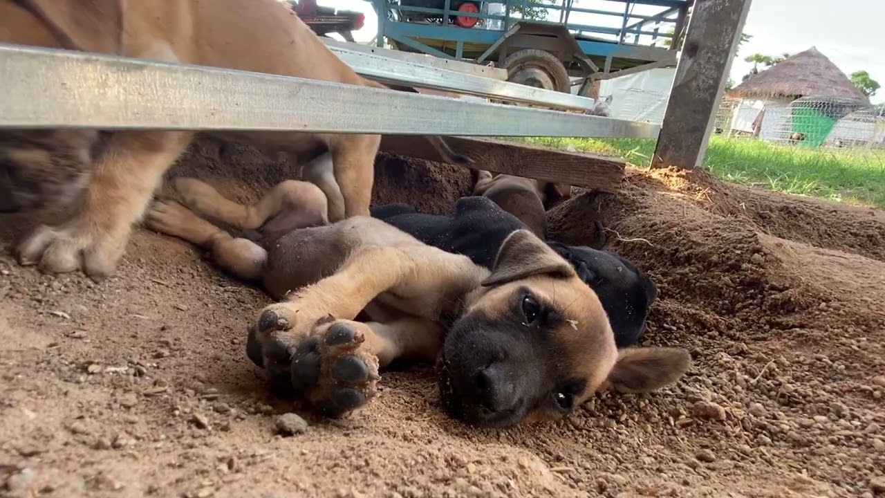 A litter of puppies lying quietly, waiting for their mother to come back
