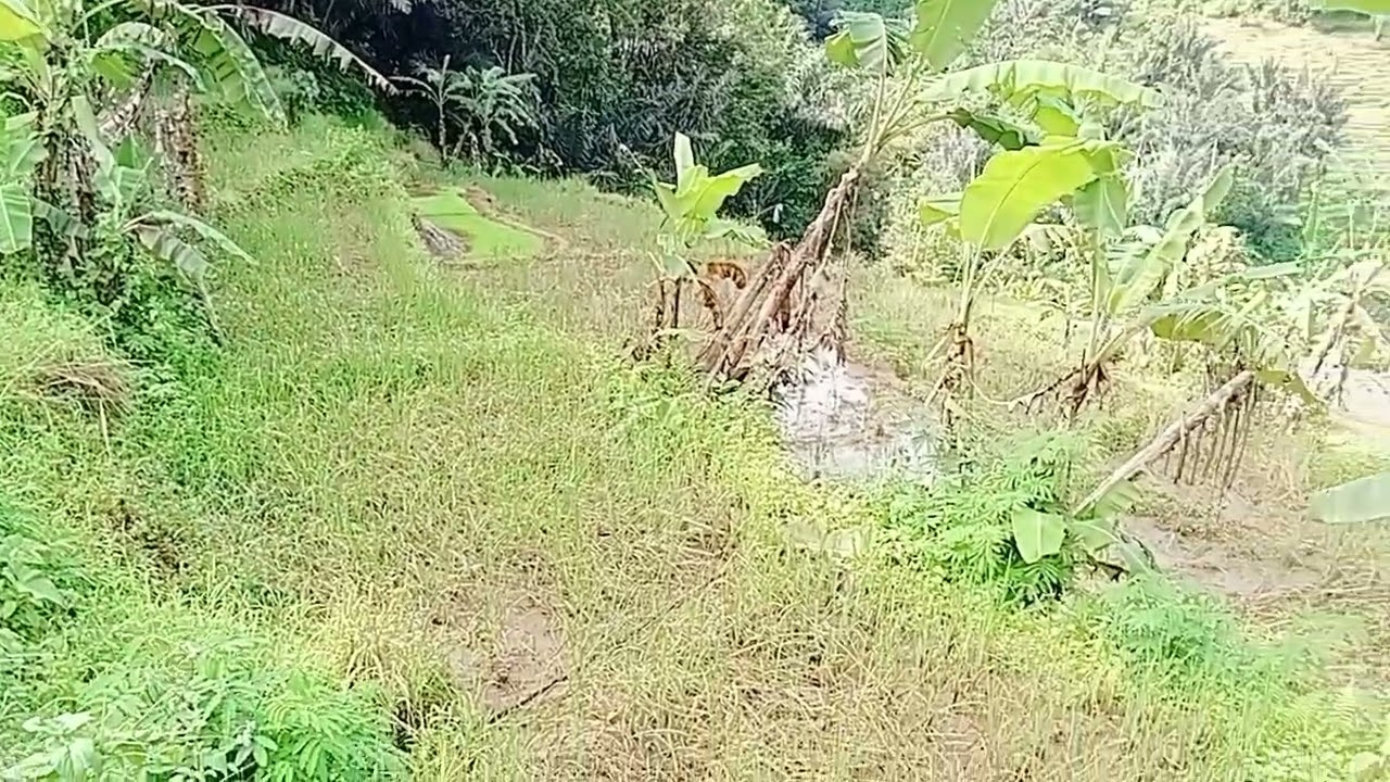 Lokasi disekitaran kampung budaya adat miduana cianjur #kampungbudaya 