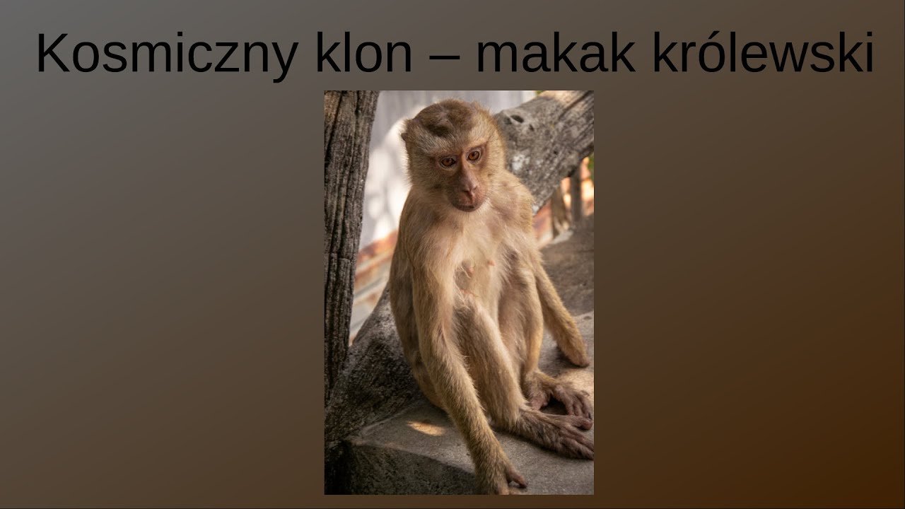 Kosmiczny klon - makak królewski. Zwierzęcy geniusze || Pakukla