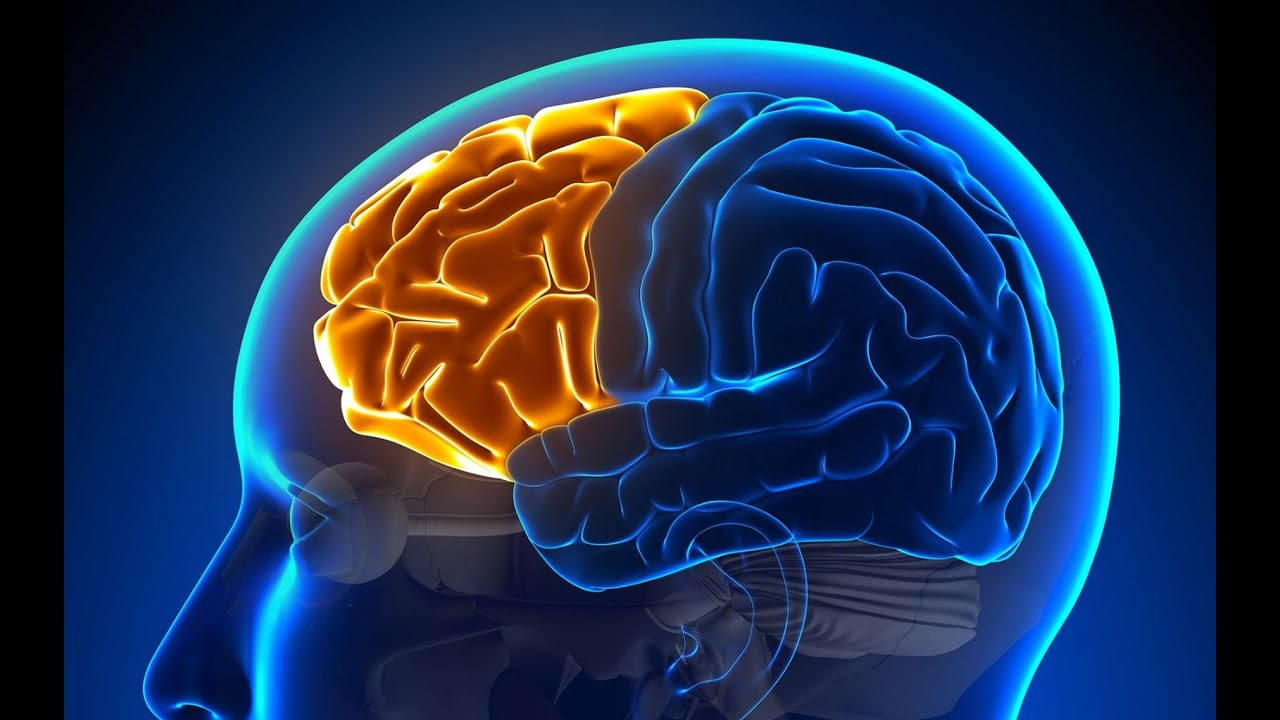 Les membranes de tension réciproque et le cortex préfrontal | Pierre-Varnum Hammond