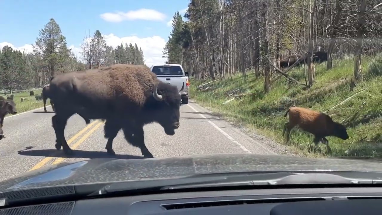 A huge herd of bison cross their road in Yellowstone National Park.Spring.