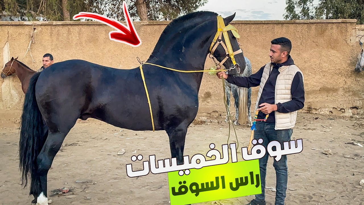 🚨سوق الخميسات اليوم زحيمي جاب جدع دهم بوشقة رقبة الديك كامل الاوصاف تعطات فيه 6 ملايين  ✅