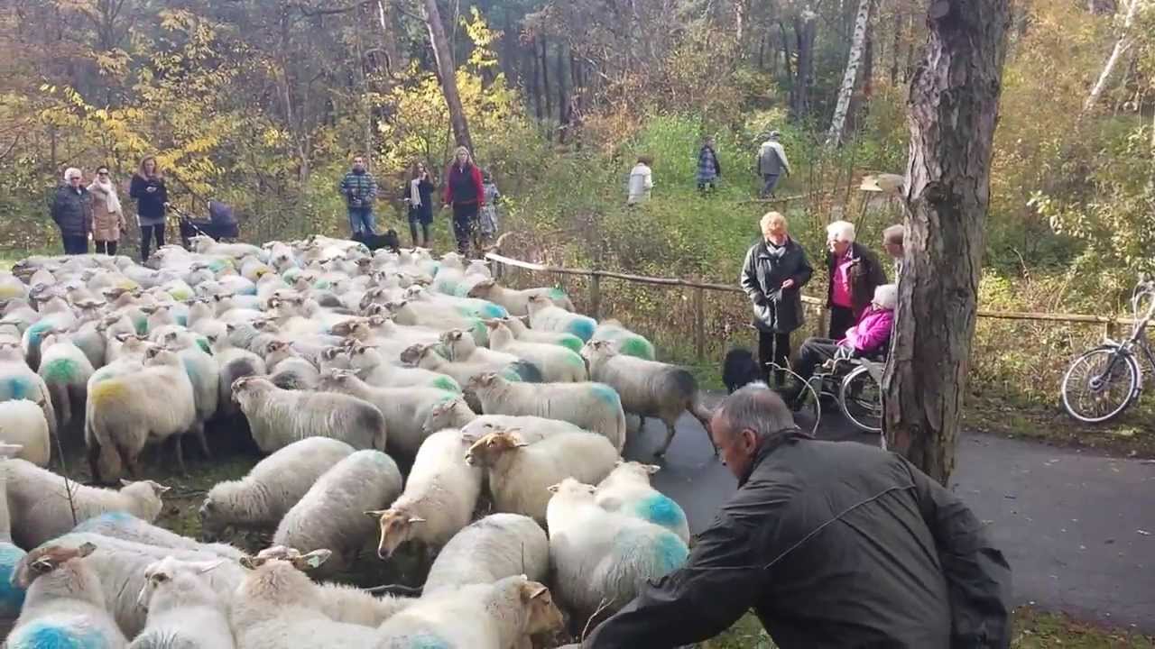Schapen in de Schoorlse Duinen