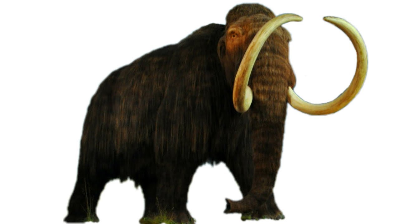 OPERACIÓN MAMUT: UNA REFLEXIÓN HUMORÍSTICA DE LA REALIDAD POLÍTICA ACTUAL