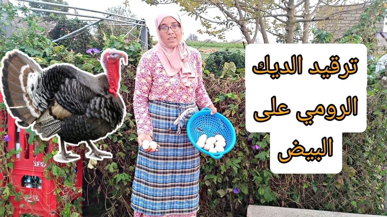 البيبية قرقات والحضانة كملات🦃 البيض البلدي البط هادشي كامل من بعد ماحلبنا البقرة🐮🐄مع يومياتنا