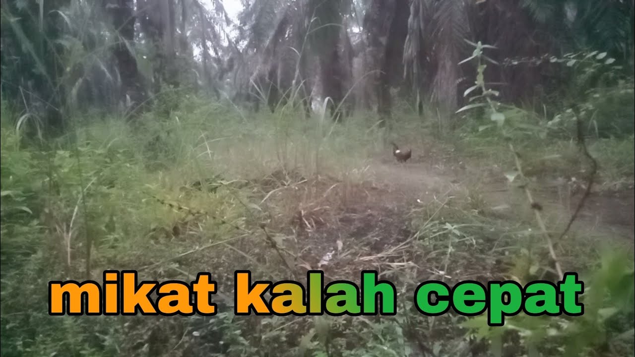 mikat ayam pagi-pagi kalah cepat