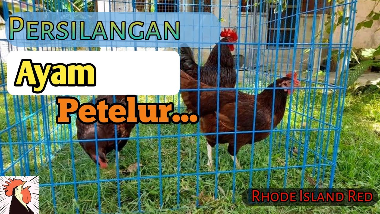Membuat persilangan Ayam Petelur Rhode Island Red Dan Isa White