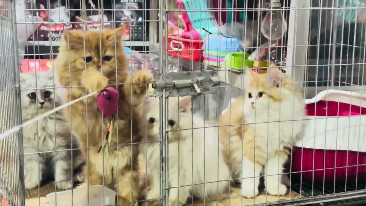 সবচেয়ে কম দামে পারসিয়ান ক্যাট |parsian cat price in Bangladesh ২০২৬