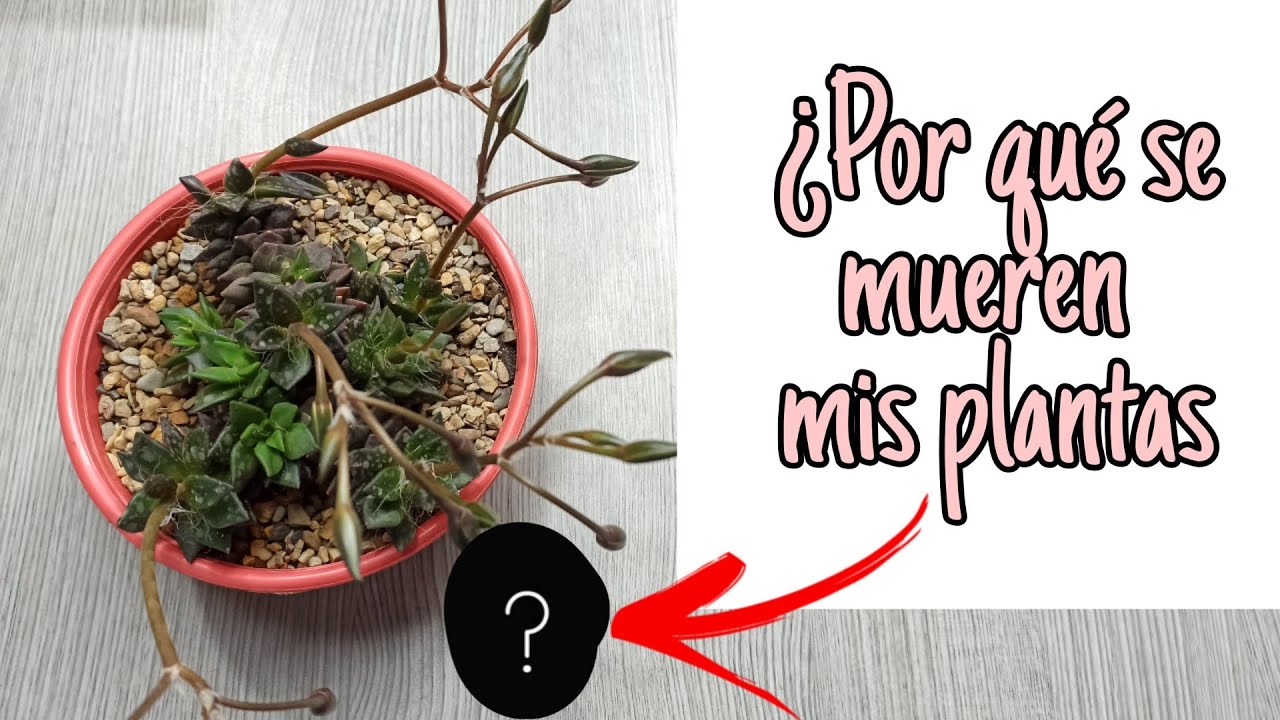 ¿Por que se mueren las plantas en casa?