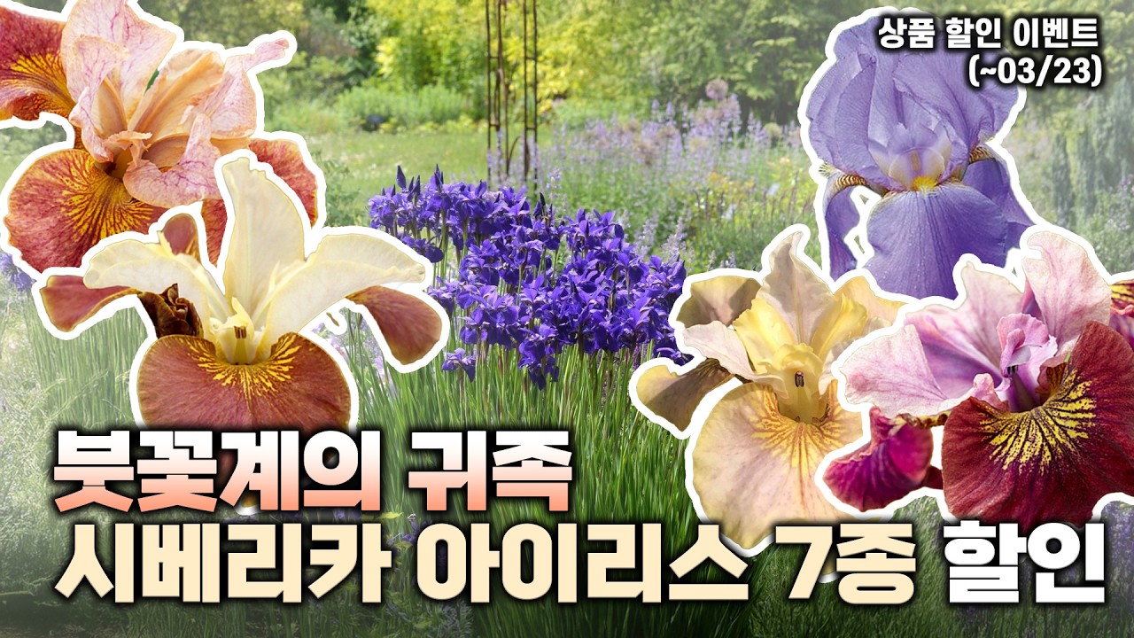 예쁜데 튼튼하기까지?💜 초여름 정원을 위한 시베리카 아이리스 7종 소개 및 할인 행사✨