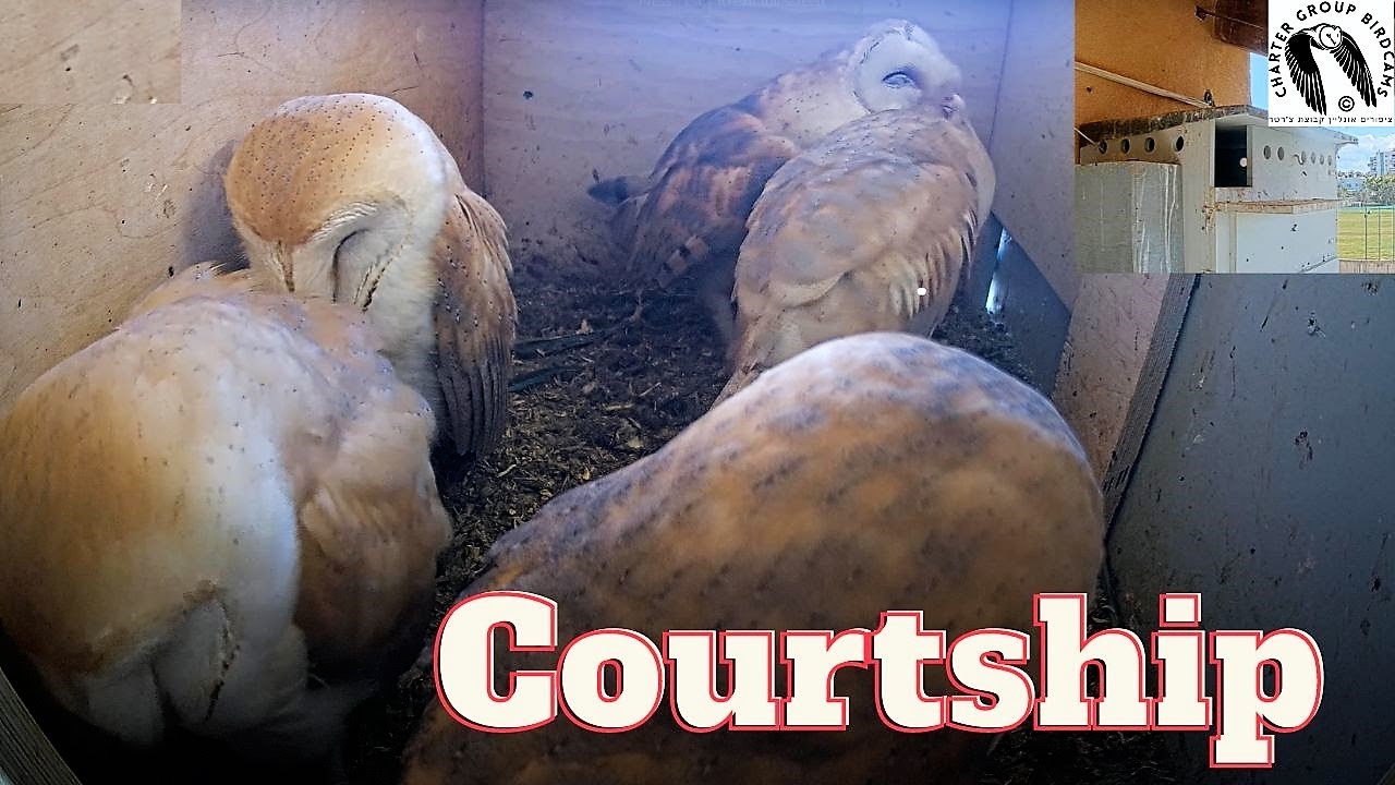 Barn Owl Parental Behavior: Courtship and Preening near Sleeping Nestlings