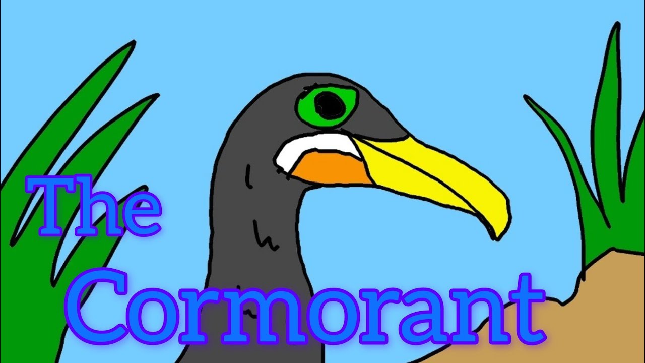 The Comeret BIRD FACT VIDEO 📸🐦