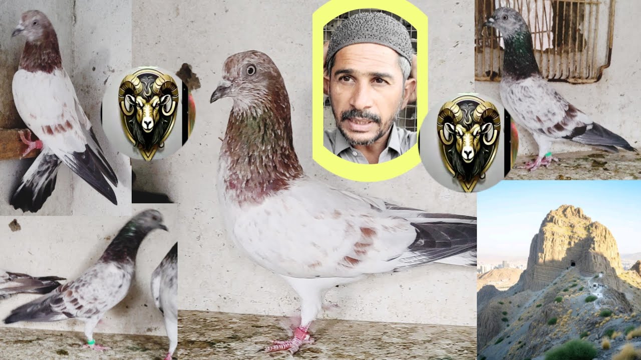 Chak 79 Walay Kabooter || Haroon Fislabad