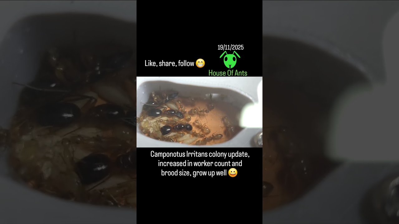 19/11/2025 Camponotus irritans colony update 