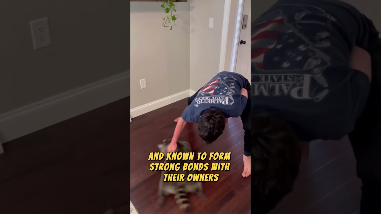 Raccoon 🦝 One Alternative Animal To Have As A Pet #shorts