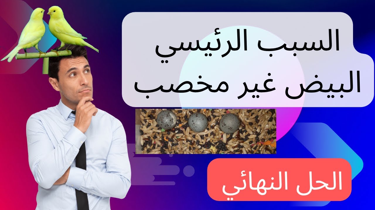 السبب الرئيسي في  وضع انثى #الكناري بيض غير مخصب و ماذا تفعل للحصول على بيض مخصب