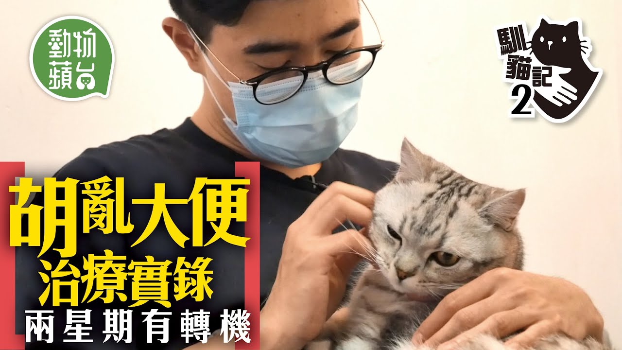 貓貓胡亂大便致主人返屋即踩屎 治療師教播日本動畫2星期即可紓緩分離焦慮 