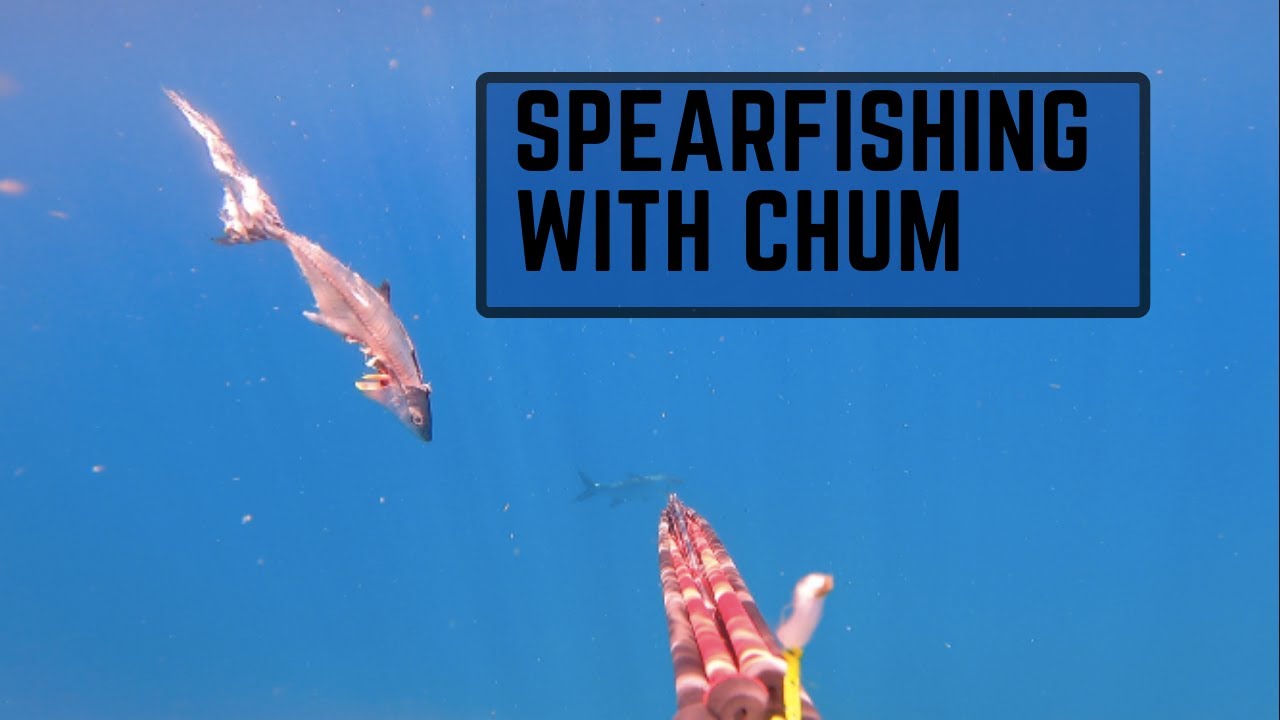 Spearfishing with Chum