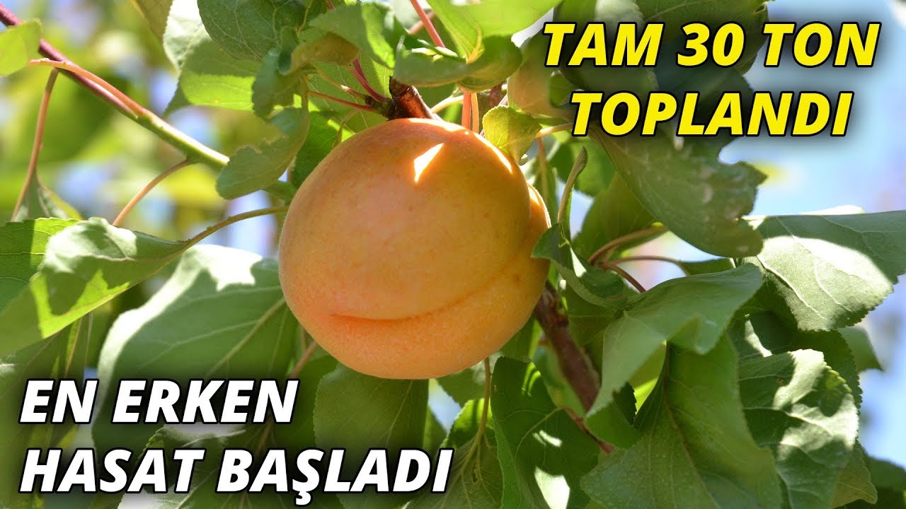 Türkiye'de en erken yetişen kayısının hasadı başladı
