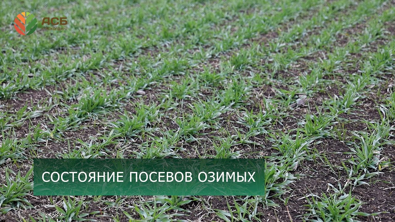 Состояние посевов озимых/Корпоративные выезды/Посевы пшеницы/Виды на урожай/Конкурс 