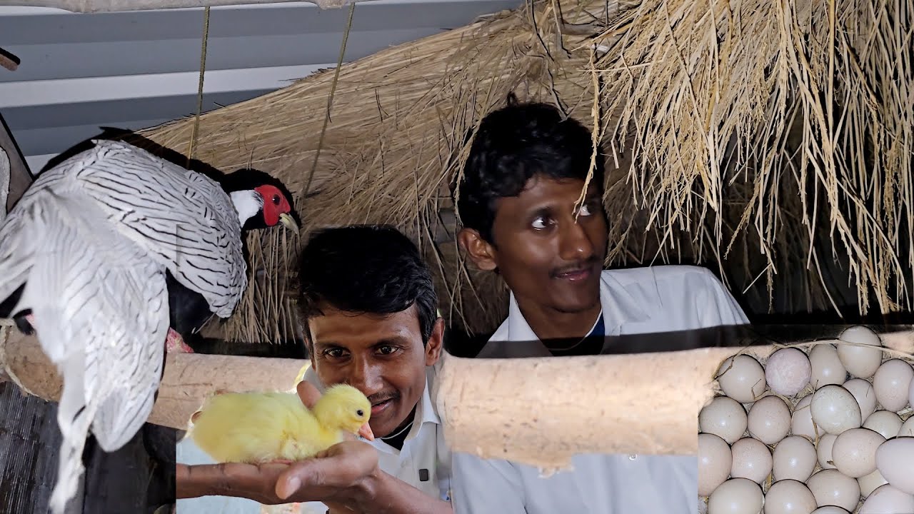 Finally The Baby Swan Came Out Of The Egg.