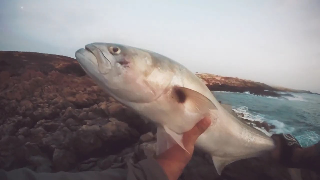 Spinning serra big bluefish in canary island on top water needle lure 