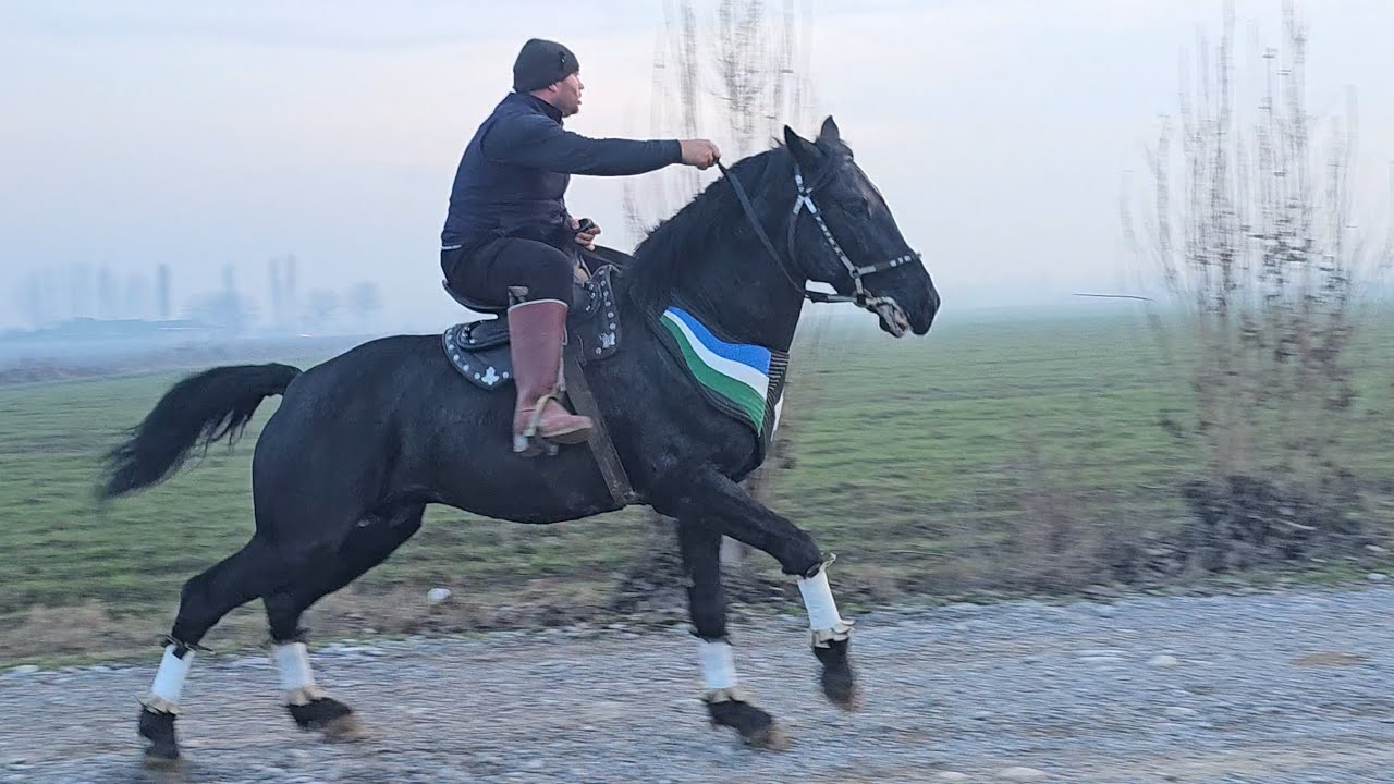 29.12.2025 FAZLIDDIN AKADAN QORA XON OT SOTILADI  !..