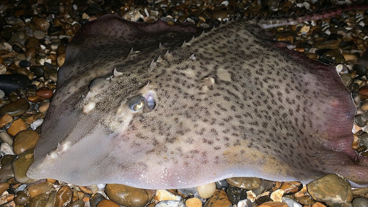 Beach FISHING At NIGHT - A Funny Looking Sole!