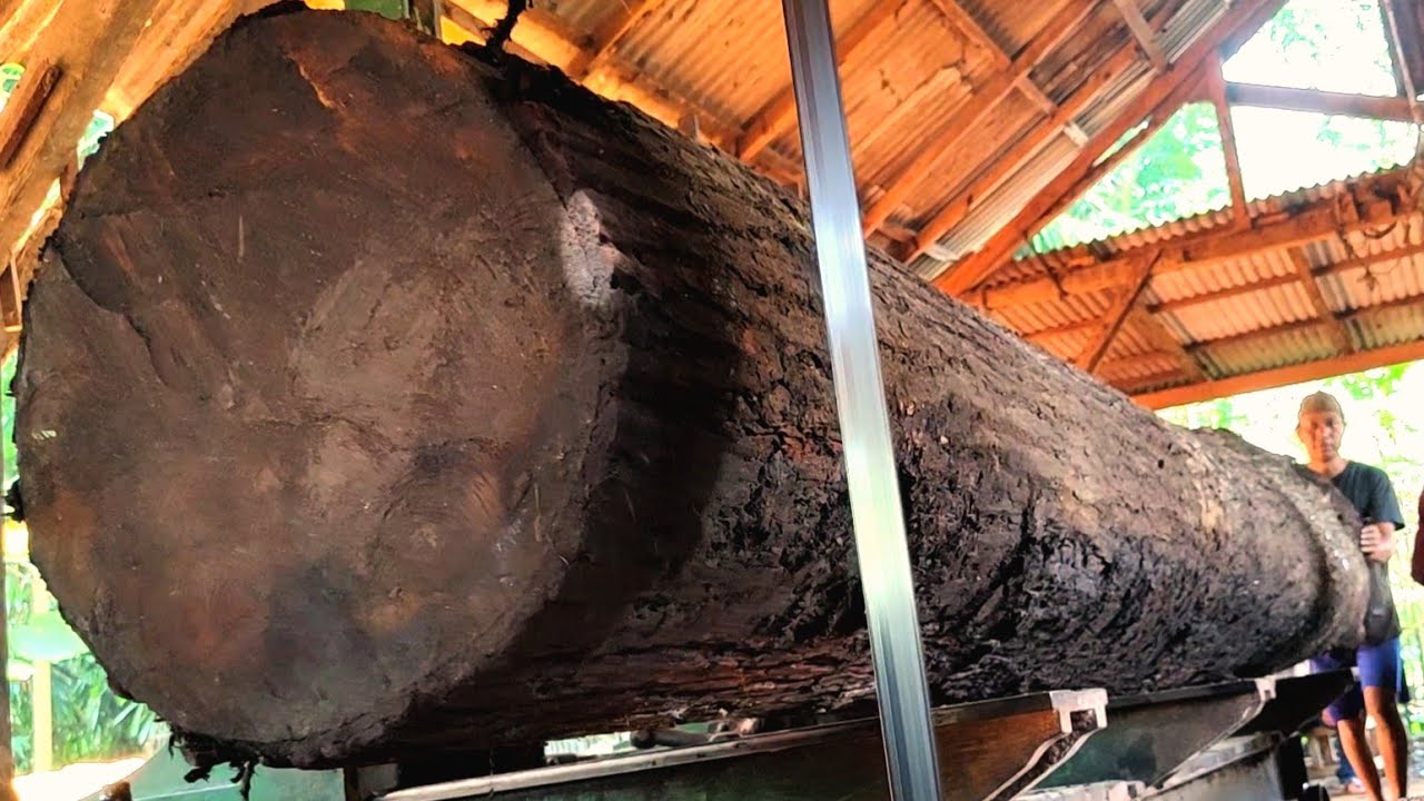 TERRIFYING! Unmatched dismantling of a giant mahogany monster in a sawmill 