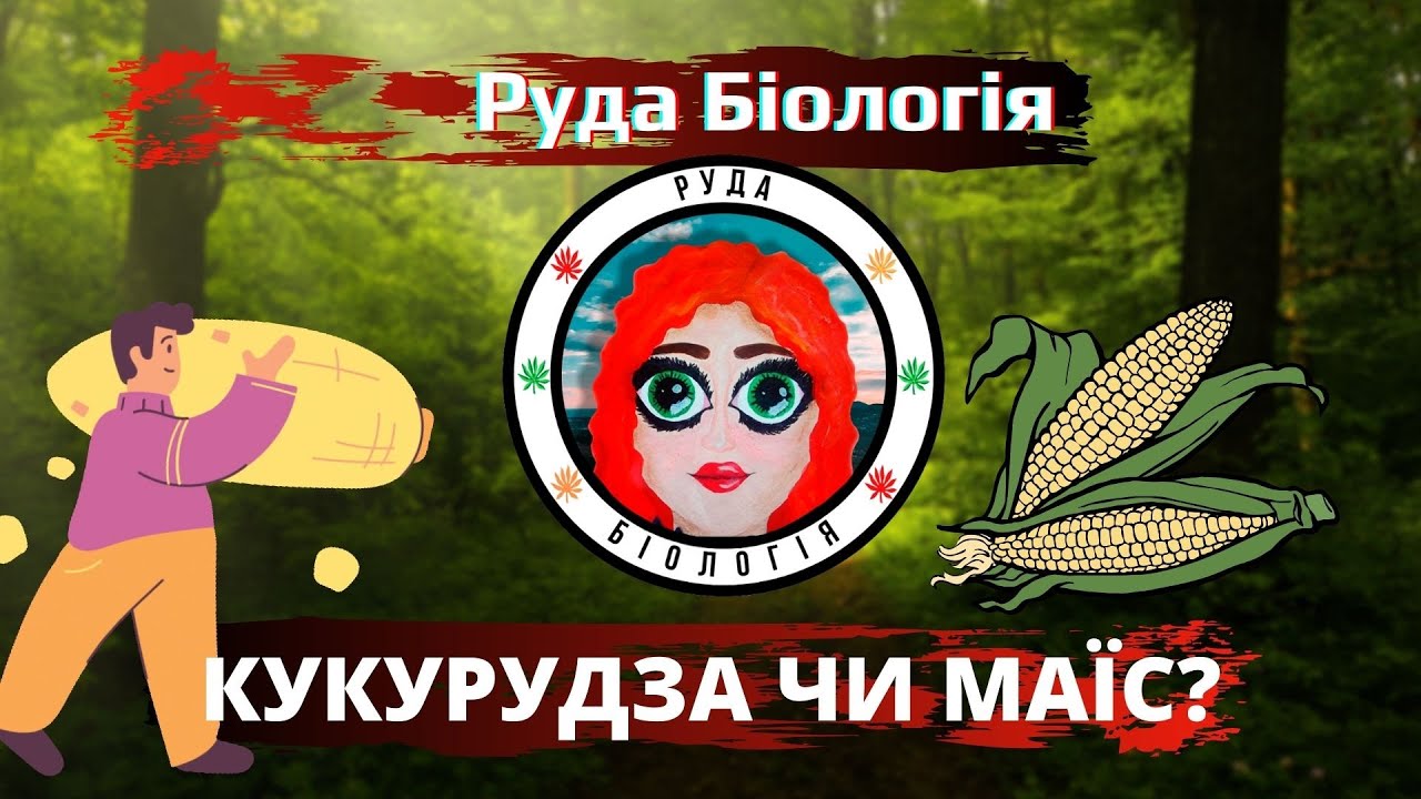 Кукурудза чи маїс? (Руда Біологія)